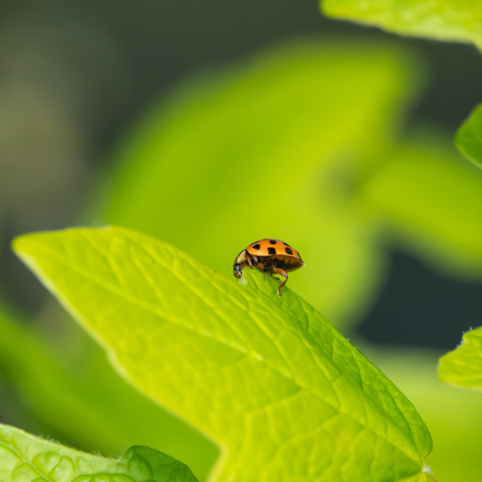 Asian Beetle - Bug Off Pest Control