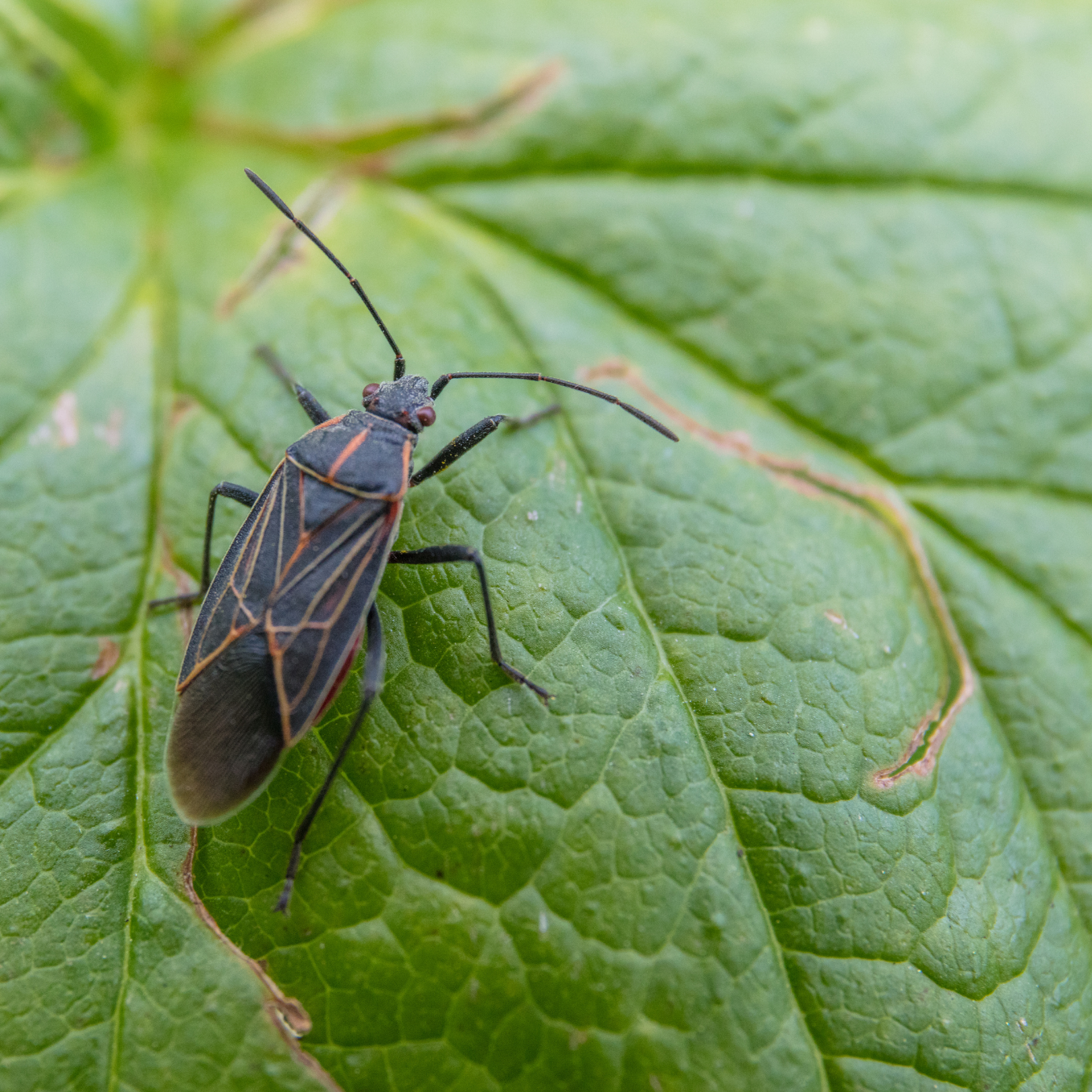 Box Elder Bug - Bug Off Pest Control