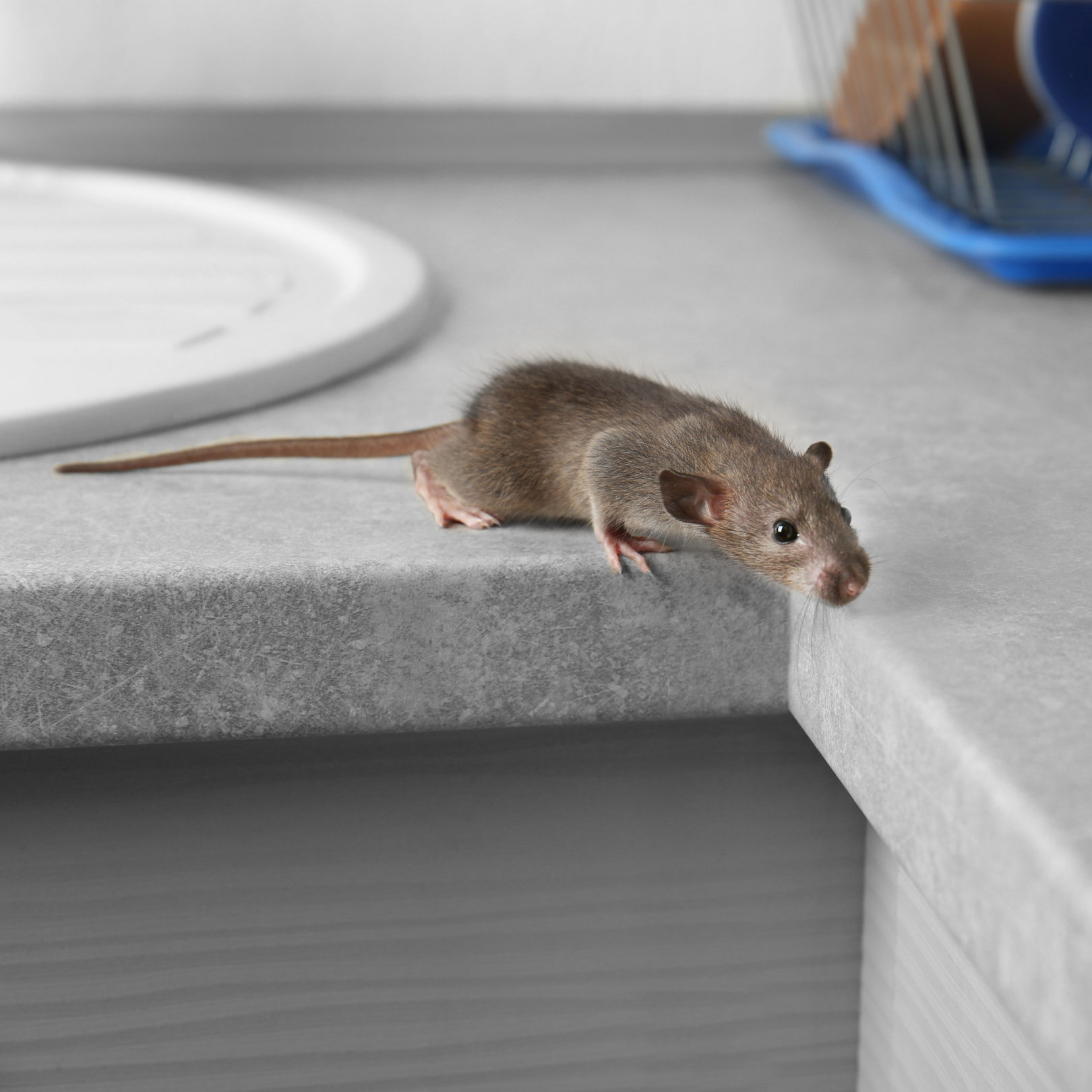 Mouse - Bug Off Pest Control