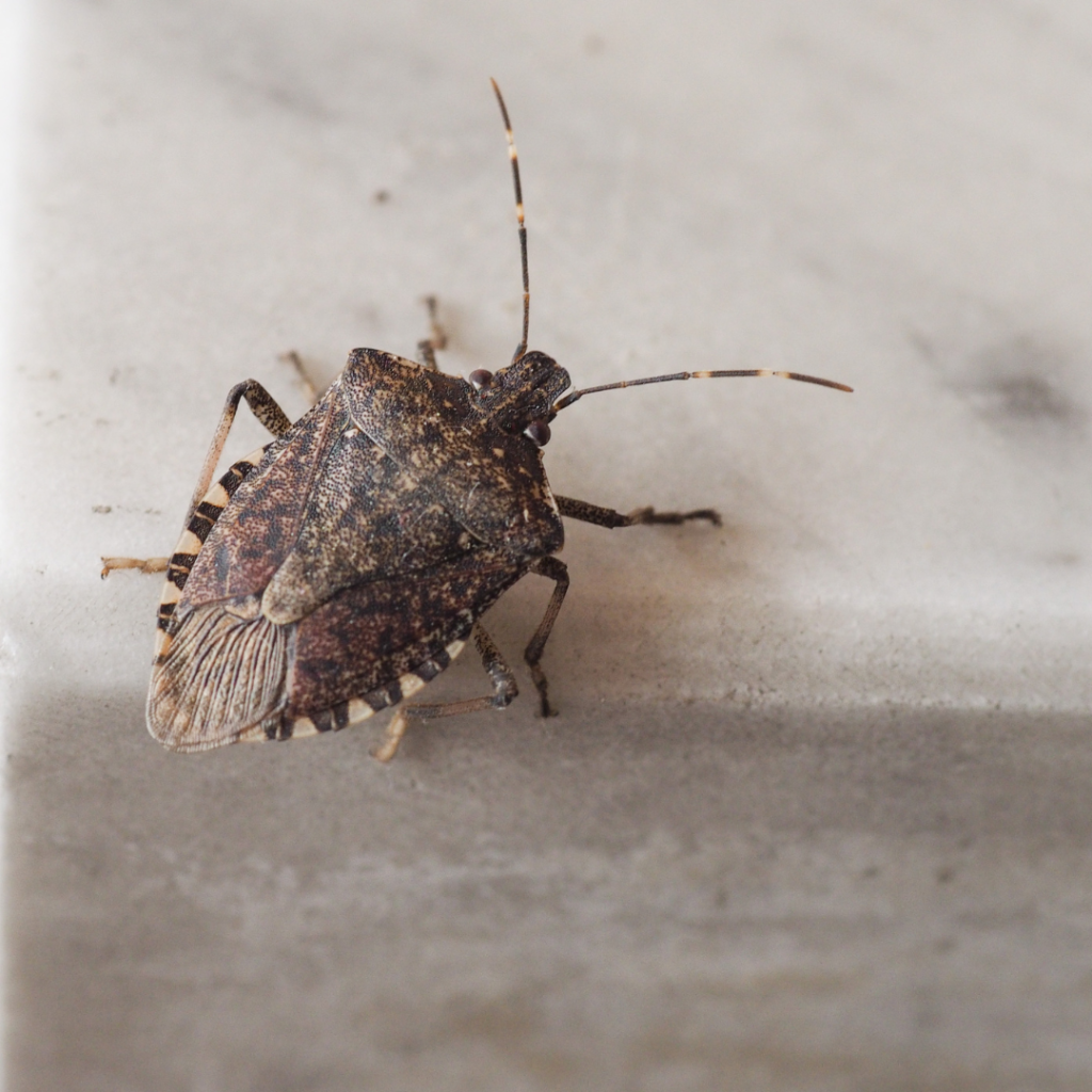 Stink Bug 2 - Bug Off Pest Control