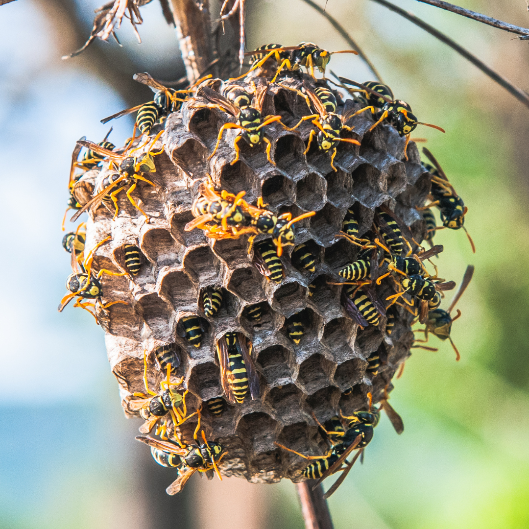 Wasp Nest
